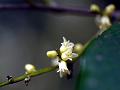Malabar Top-Fruit Tree